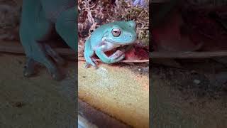 Sandfire blue dumpy frog sitting on a branch [upl. by Cox]