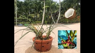 Repotting Maxillaria Tenuifolia in Clay Pot Coconut Orchid Slow Release Fertilizer [upl. by Garmaise]