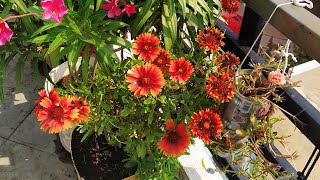 How to grow Gaillardia plant  Care tips and tricks in Hindi  Tutorial [upl. by Anilat]