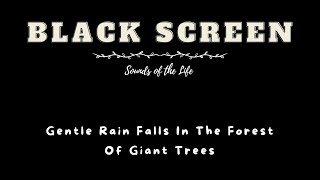 Gentle Rain Falls In The Forest Of Giant Trees Rain Sound For Deep Sleep Meditation  Black Screen [upl. by Nylac]