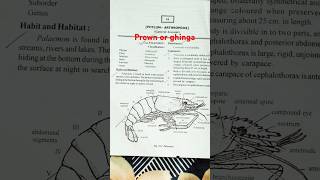 November 9 2024 phylum Arthropoda practical fail in prown ghinga [upl. by Ylrak243]