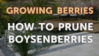 How to Prune Boysenberries [upl. by Lorelie]