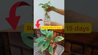 Grow Monstera Adansonii from Cuttings swiss cheese plant broken heart plant [upl. by Dee]