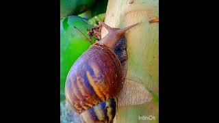 Snail  Achatina Fulica 🐌🐌🐌🐌🐌🐌🐚🐌🐾🐾🐾🐾🐾 [upl. by Yrrek]