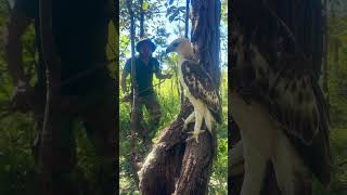 A man walks to see eagle on a tree part 04 chasingbirds thelongestyard birds wildlife nature [upl. by Siloa]