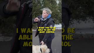 How To CORRECTLY Adjust The Collar Before Dog Walks [upl. by Coltun]