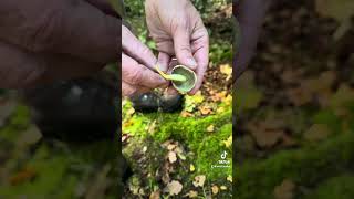 Sulphur Tufts foraging wildfoodforaging wildmushrooms wildfooduk foragingcourses [upl. by Liu]