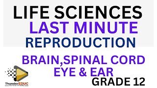 LAST MENUTE LIFE SCIENCES GRADE 12 REPRODUCTION BRAIN  EYE EAR  SPINAL CORD THUNDEREDUC [upl. by Miksen]