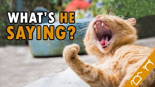 10 Cat Vocalizations And What They Mean [upl. by Airbas]