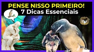 Quer Criar TrincaFerro Pense Nisso Primeiro 7 Dicas Essenciais [upl. by Terese]