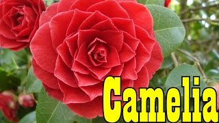 Mondini Plantas Como Cultivar Camelia [upl. by Aroz363]