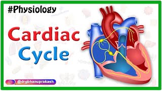 Heart Sounds Made Easy  S1 S2 S3 S4 and Murmurs Systolic and Diastolic [upl. by Adilem951]