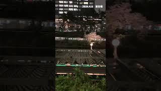 【プチ鉄子】夜桜と電車の景色 ー飯田橋ー 20240408 プチ鉄子 夜桜 飯田橋 canalcafe キャナルカフェ ライトアップ お花見 電車 jr 総武線 中央線 [upl. by Aillimac]