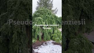 The monster Pseudotsuga menziesii ‘Pendula’ conifer rareplants gardening [upl. by Arnold]