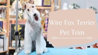 How to Do a Wire Fox Terrier Pet Trim  With Master Groomer [upl. by Moberg]