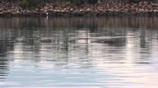 Dolphin seen swimming in Hong Kongs Gold coast marina [upl. by Lebasile789]