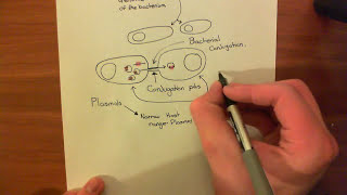 Antibiotic Resistance in Drinking Water pencis gene researchers professors scientists shorts [upl. by Lekym933]