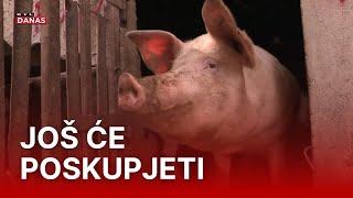 Stiže sezona kolinja svinja ni za lijek Cijene mesa bit će nikad veće  RTL Danas [upl. by Baggott]