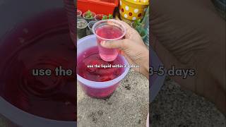 Home Made Beetroot Fertilizer for all Plants gardening shorts [upl. by Epilif]