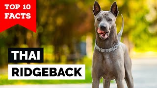 Thai Ridgeback  Top 10 Facts [upl. by Oruam]