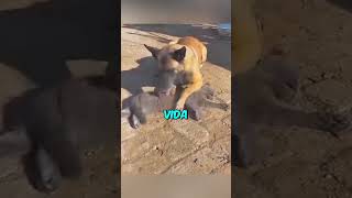 Este Perro Perdió a su Amigo🥺💔 shorts [upl. by Anatol]