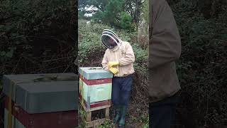 Beekeeping update in November on feeding vlog shorts viralvideo viralshorts bee shortvideo [upl. by Atilrak450]