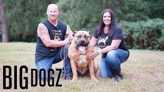 Barbarian Boerboels – The 200lb ‘Dogs Of War’  BIG DOGZ [upl. by Cown]