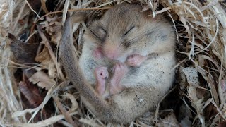 Dormouse hibernating in a nest box [upl. by Alledi102]