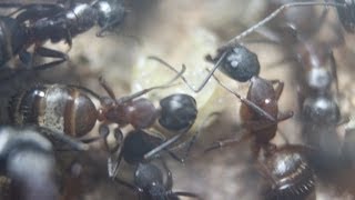 Keeping Up With The Ants I Camponotus chromaiodes Colony One update November 2013 [upl. by Eejan685]