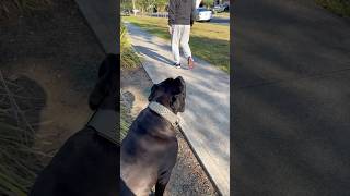 Training Cane Corso dog corsolove canecorso love training big youtubeshorts shorts [upl. by Ahsetel]