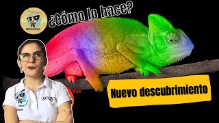 ¿CÓMO CAMBIAN DE COLOR LOS CAMALEONES 💚😱 NUEVO DESCUBRIMIENTO CIENTÍFICO ⚠️ [upl. by Lraep]