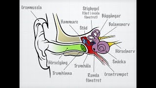 Hörsel och balans [upl. by Ernaldus]