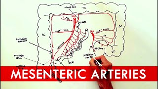 Anatomy tutorial  The Mesenteric Arteries [upl. by Nylirrej785]