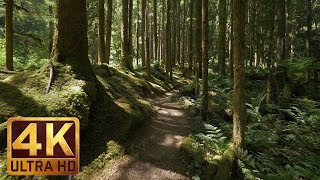 4K Virtual Forest Walk along Middle Fork Trail at Snoqualmie region Part 1 3 HR Relax Music [upl. by Kcirddahc]