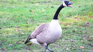 Canada Geese HONKING FLY Off [upl. by Anatola]