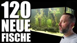 FISCHE Aussuchen und Einsetzen in 3600 Liter Süßwasseraquarium [upl. by Aita]