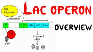 Lac operon concept class 12 [upl. by Godric]