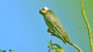 Flight to Freedom  The Amur Falcon Story [upl. by Holman682]