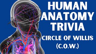 Anatomy Trivia  Circle of Willis [upl. by Ahsyle502]