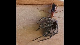 Spider Wasp vs Fishing Spider [upl. by Francklyn747]