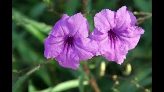 Plant Review Mexican Petunia Ruellia simplex [upl. by Andrey]