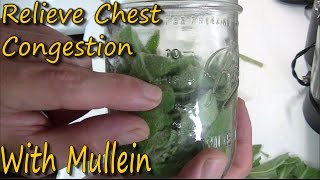 How To Make Mullein Tincture amp Its Uses [upl. by Alios]