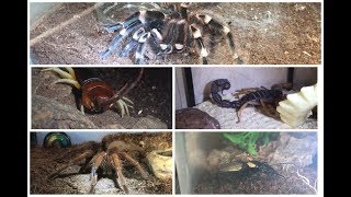 Update On My Collection Plus A Quick 🕷Feeding 🕷 [upl. by Llerot]