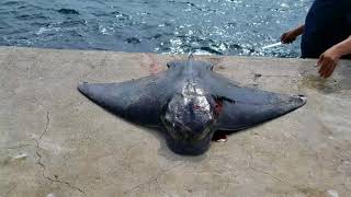 Bat Ray Catch amp Clean California jetty fishing [upl. by Mw]