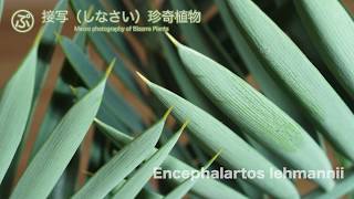 接写な。Encephalartos lehmannii（エンセファラルトス・レーマニー） [upl. by Ellezig828]