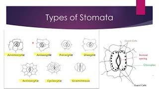 types of stomata  Bsc [upl. by Maillliw]