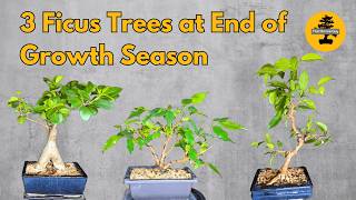 3 Ficus Trees at End of Growth Season [upl. by Redd968]