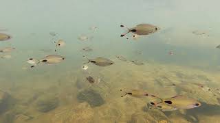 Another 4k Video of Native Freshwater Fauna from the Western Ghats of India [upl. by Eisele]