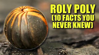 Roly Poly 🐞 10 FACTS You NEVER KNEW [upl. by Derk]