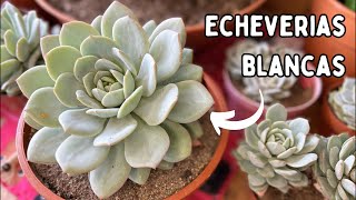 PROGRAMA 184 Echeverias BLANCAS  Cuidados Trasplante Tips y Mas [upl. by Abran886]